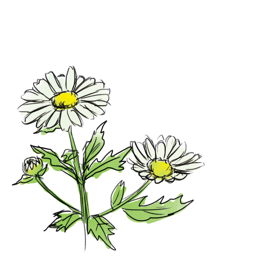 ローマカミツレ花エキス