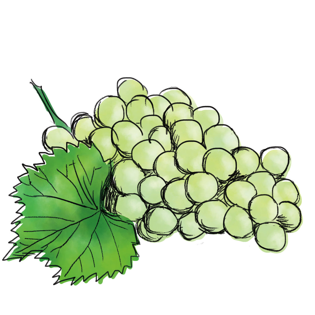 ブドウ葉エキス