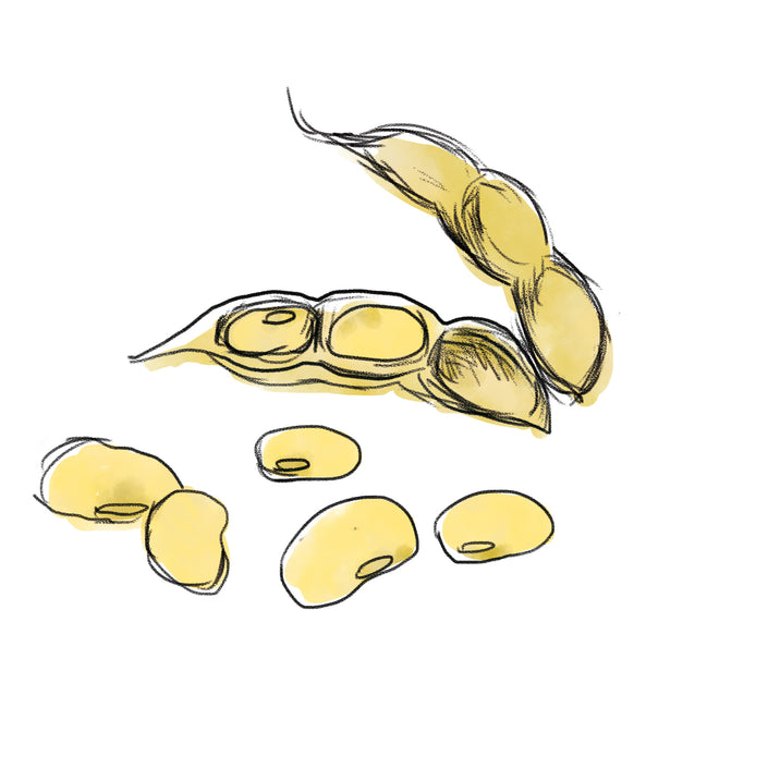 ダイズ種子エキス