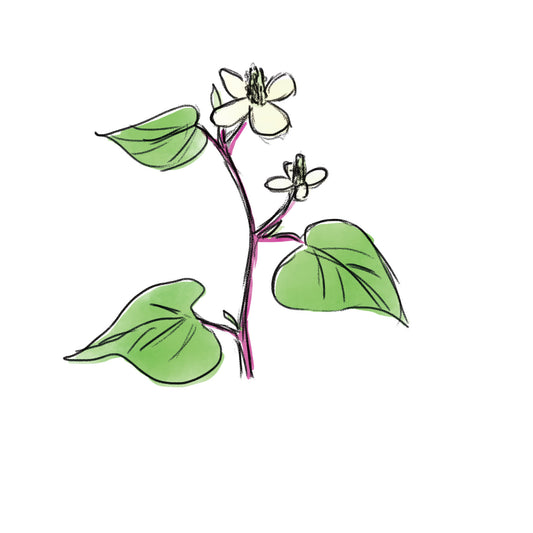 ドクダミエキス