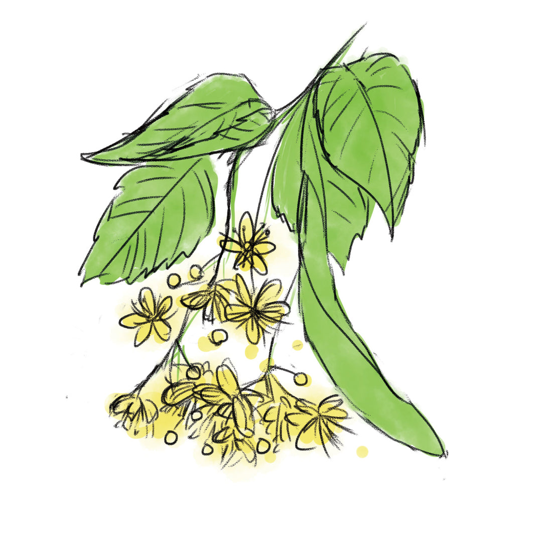 フユボダイジュ花エキス