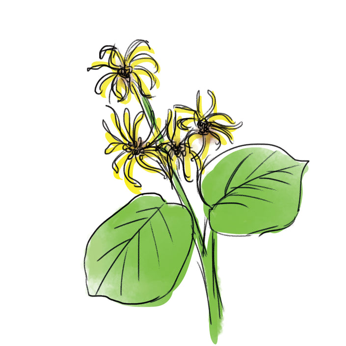 ハマメリス葉エキス