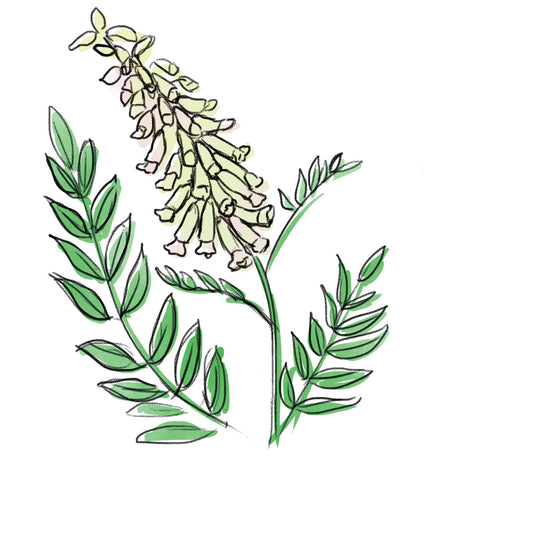 クララ根エキス