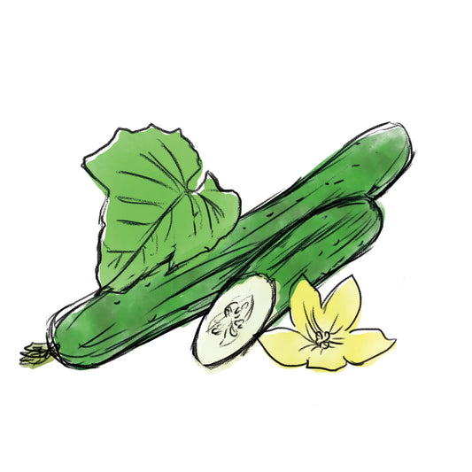 キュウリ果実エキス