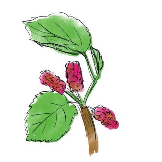 マグワ根皮エキス