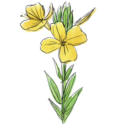 メマツヨイグサ種子エキス