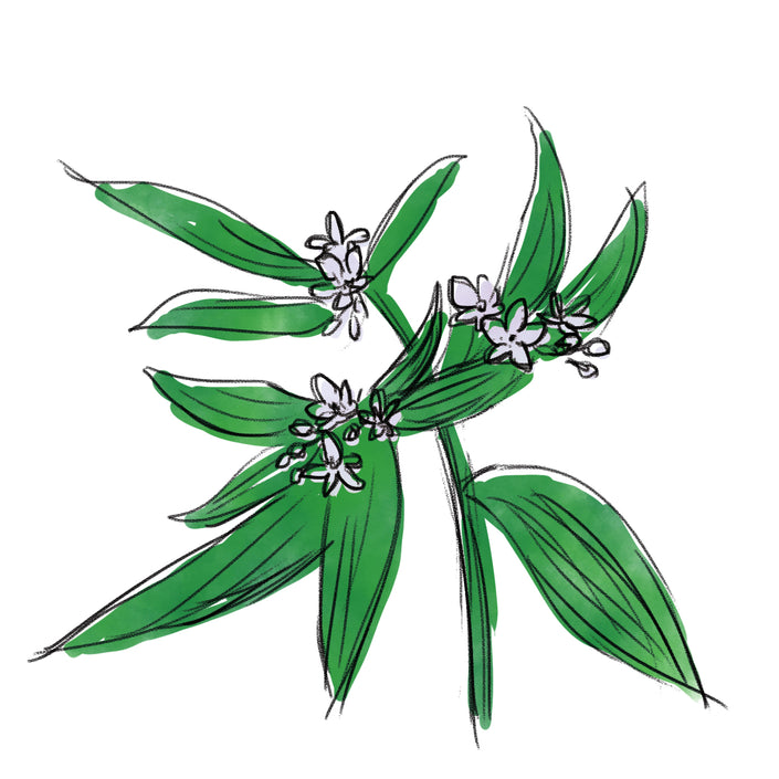 ムラサキ根エキス