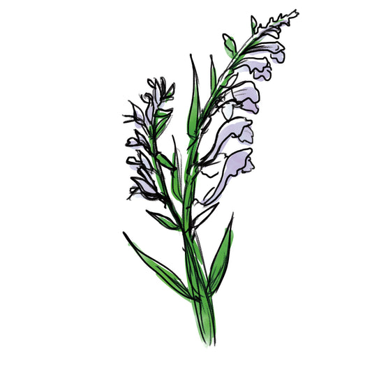 オウゴン根エキス