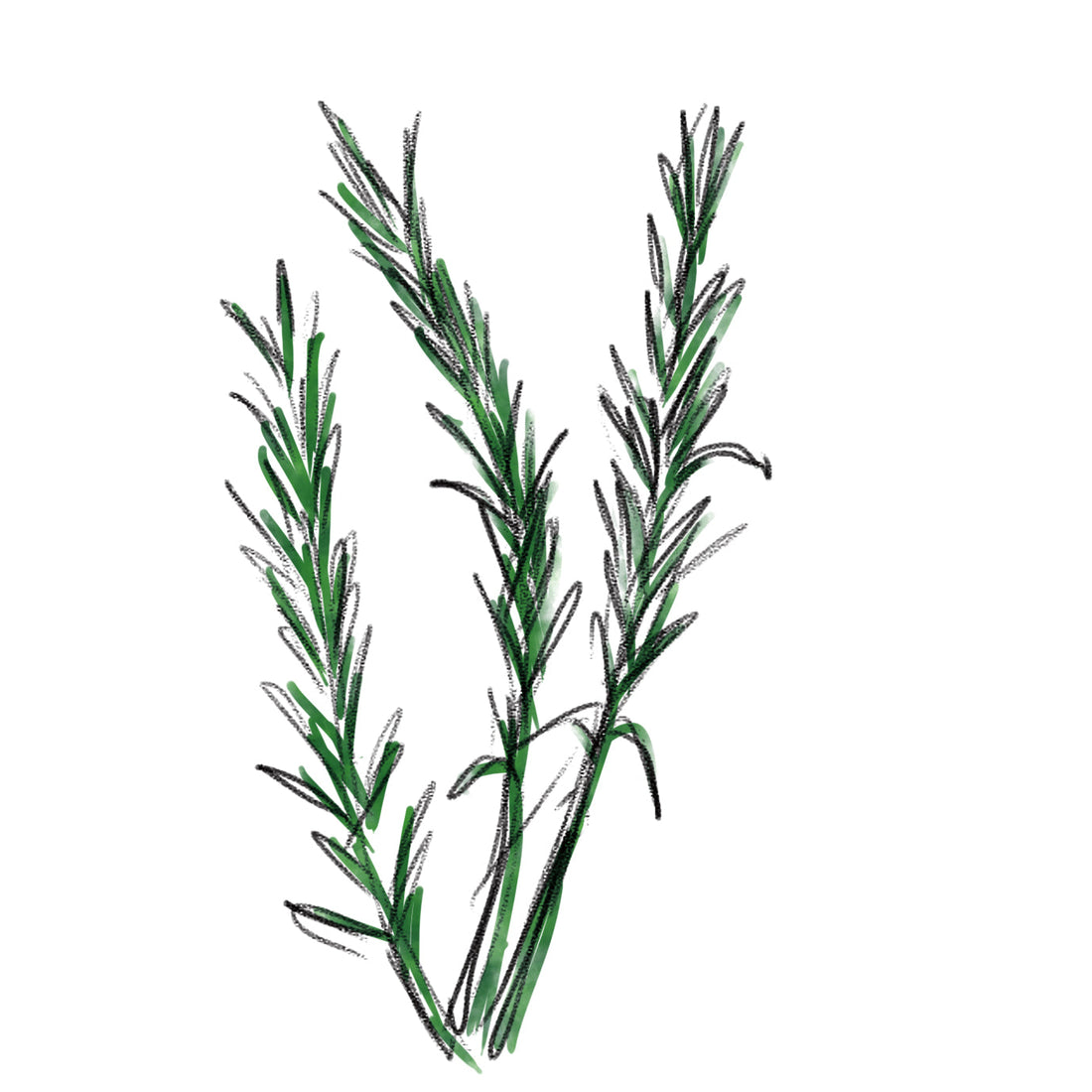 ローズマリー葉エキス