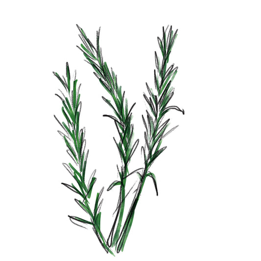 ローズマリー葉エキス