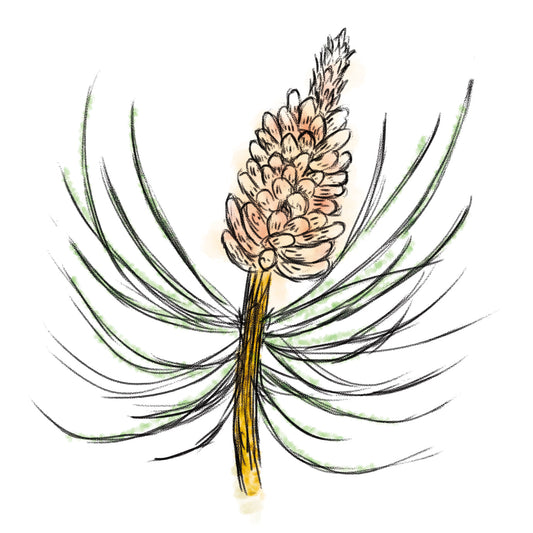 セイヨウアカマツ球果エキス