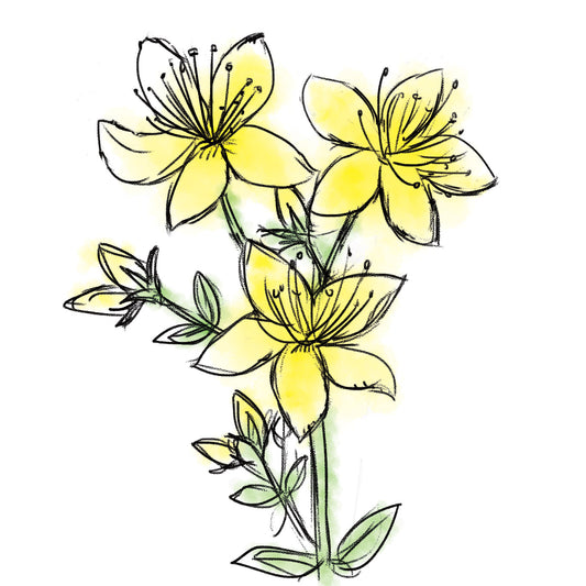 セイヨウオトギリソウ花／葉／茎エキス