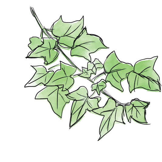 セイヨウキズタ葉／茎エキス