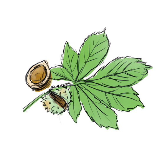 セイヨウトチノキ種子エキス