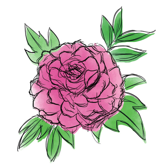 シャクヤク根エキス