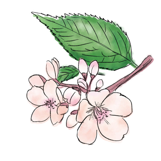 ソメイヨシノ葉エキス