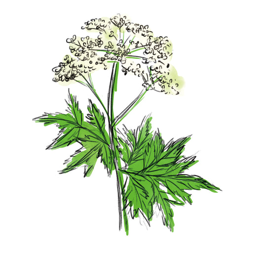 トウキ根エキス