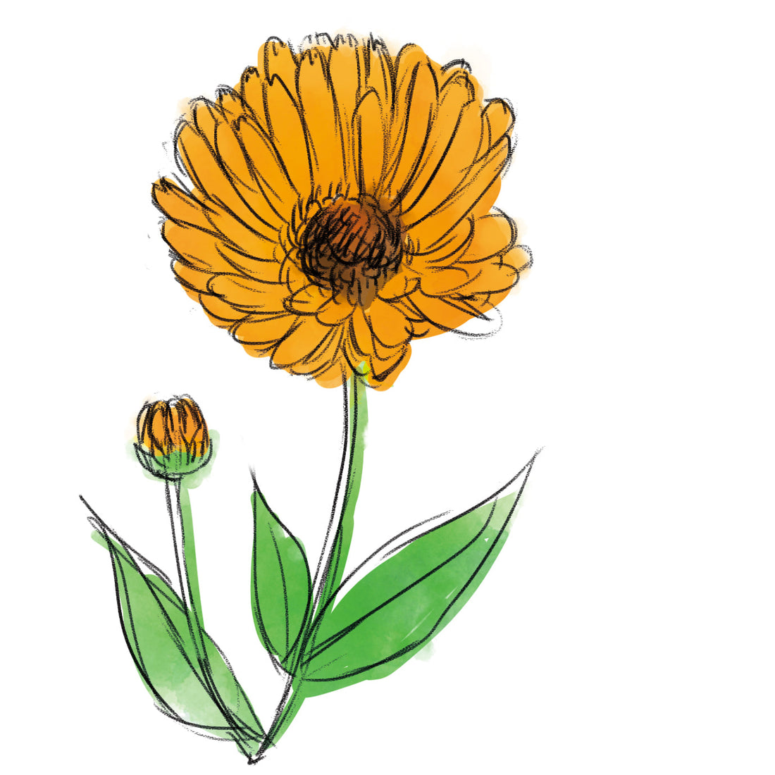 トウキンセンカ花エキス