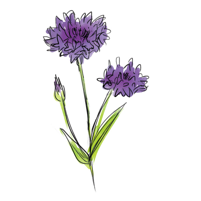 ヤグルマギク花エキス