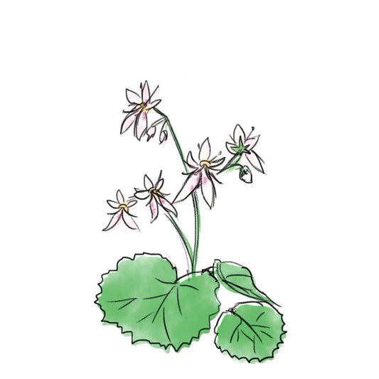 ユキノシタエキス